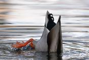 woerd (Anas platyrhynchos) 11-2017 8018